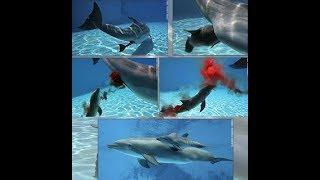 lumba lumba melahirkan..dolphins give birth to a very miraculous baby..lumba lumba melahirkan