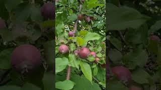 A lots apples we have seen this morning. When we walked to the park near to our home ️