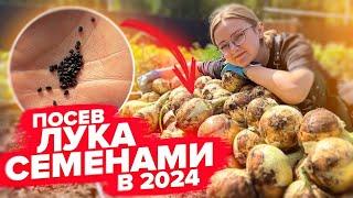 КАК ПОСЕЯТЬ ЛУК СЕМЕНАМИ И ПОЛУЧИТЬ ОГРОМНЫЙ УРОЖАЙ? Лук чернушка Эксибишн семейный