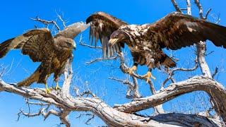 Eagle vs Hawk Facts differences and Habitat  Birds Documentary