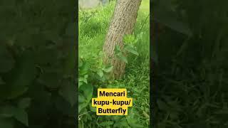 MENCARI KUPU KUPU #shorts #youtubeshorts #kupukupucantik #butterfly