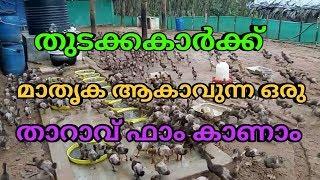 ഒരു മാതൃക താറാവ് ഫാം കാണാം.modernduckfarmingin kerala.