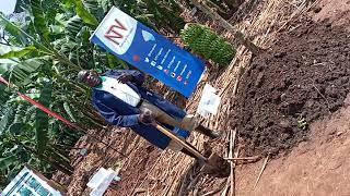 Importance of Applying Organic Manure in a Banana Plantation