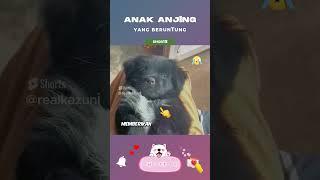 Anak Anjing yang Beruntung #shorts