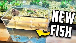 My New Planted Aquarium For Rare Fish - Fish Room Update Ep. 116