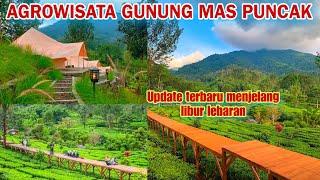 AGROWISATA GUNUNG MAS PUNCAK BOGOR TERBARU 2023‼️WISATA TEA BRIDGE PUNCAK  GEDE RIVERSIDE CAMP‼️