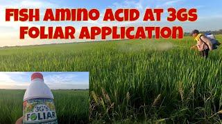 foliar application habang buntis ang palay  Fish amino acid at 3gs foliar..