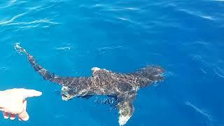 Во время погружения приплыла акулаЕгипет Красное море