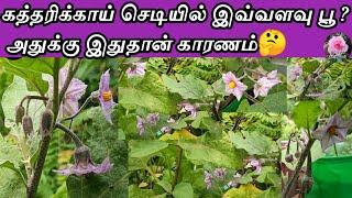 கத்தரிக்காய் செடி நிறைய பூ பூக்குமா?kathirikai chedi neraiya poo pooka super tips brinjal plant