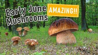 AMAZING Mushroom Foraging - Early June 2024 - Huge King Boletes Boletus edulis Boletus reticulatus