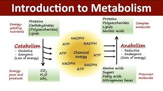 Introduction to Metabolism  Catabolism Vs Anabolism  Biochemistry