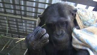 CHIMPS PEGGY COMIENDO HIERBA.mpg