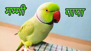 Parrot Talking Shut up   funny parrot speaking Mummy Papa