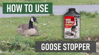 How to Use Goose Stopper Repellent Concentrate