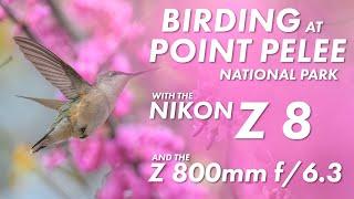 Nikon Z 8 and Z 800mm f6.3 Bird Photography at Point Pelee National Park in Canada