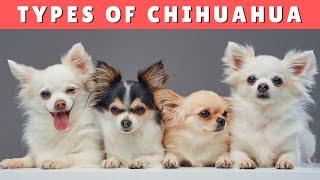 7 TYPES of Chihuahua Youll LOVE