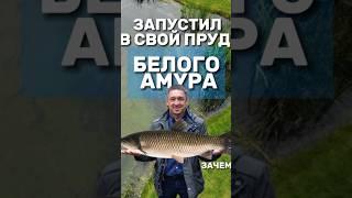 Запустил белого амура в свой пруд. ЗАЧЕМ?  #рыба #пруддлярыбы #амур #зарыбление