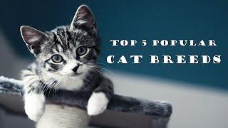 Top 5 Most Popular CAT Breeds