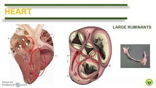 Comparative Anatomy Cardiovascular System