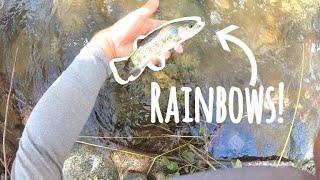 Wild Trout Fly Fishing - Los Angeles Area California