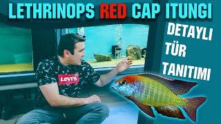 ÜRETİLMESİ KOLAY BÜYÜTÜLMESİ ZOR MALAWİ BALIĞI Lethrinops Red Cap İtungi #Akvaryum