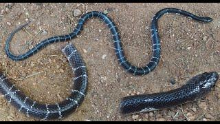 The most ferocious snake in Sri Lanka -  Snakes Guardian #SnakesGuardian #Snakes