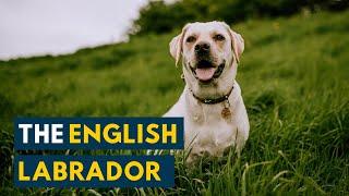 English Lab 10 Reasons Why The Show Ring Labrador Retriever May Be The Dog For You