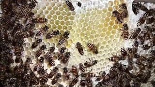 Solusi terbaik agar lebah yang dipindah langsung betah di kotak budidaya.