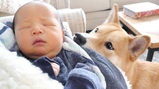 Shiba Dog Meets Baby Brother