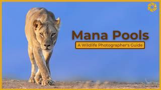 Mana Pools - A Wildlife Photographers Guide.