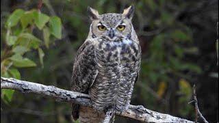 Owl hunters behavior and Adaptations Wildlife  Birds