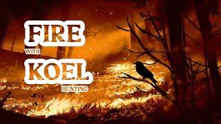 Koel Bird hunting with fire wildlife India 4k video