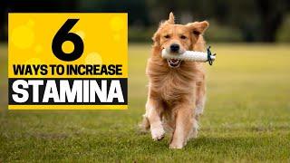 How to Increase your Golden Retrievers Stamina