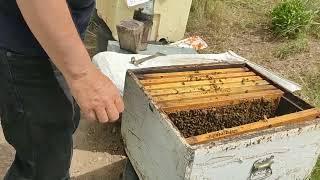 Arı bölme Arı Çoğaltma Arı kontrolü Kraliçe arı üretme. Burdur arıcılık.