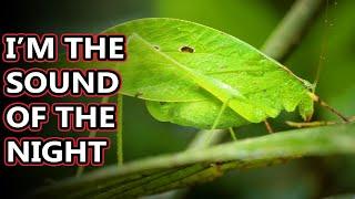 Katydid facts called bush crickets but thats confusing  Animal Fact Files