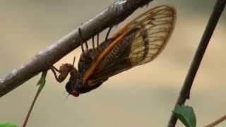 Cicada oviposit