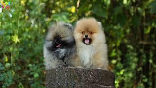 Teddy Boo Pomeranian Güzellikleri