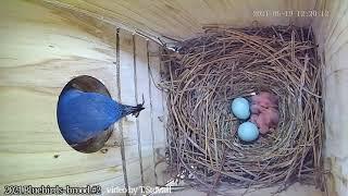 Bluebird nestcam - 5 babies hatch