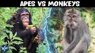 What is the Difference Between Apes and Monkeys?