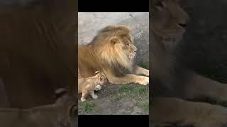 Funny Father of Lion Cub   Nouman Hassan 