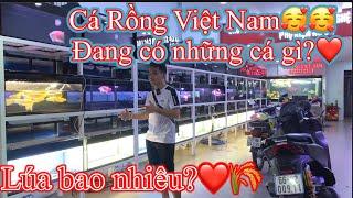 ĐANG CÓ NHỮNG CÁ GÌ Ở CÁ RỒNG VIỆT NAM - LÚA BAO NHIÊU️ - CÁ RỒNG VIỆT NAM AROWANA