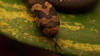 Dark Spined Kukri Snake Kinabalu National Park Borneo Snakes