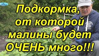 Наша фирменная подкормка для малины. Весенняя подкормка малины