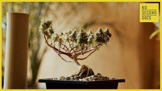 A Budding Trend Growing Cannabis Bonsai Trees