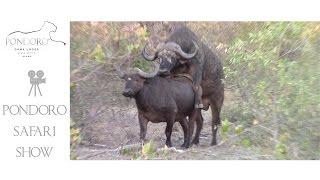 Mating buffalo