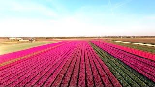 Amazing Tulip Fields