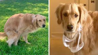 14 Strangest Golden Retriever Behaviors Explained