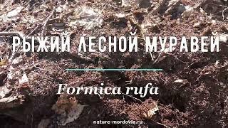 Теплоносы у рыжих лесных муравьев Formica rufa