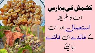 Some benefits and fact about RaisinsKishmish کشمش کے حیرت انگیز استعمال اور فائدے  Sabaq Amooz