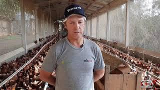 Empreendedor investe na produção de ovos com mais qualidade em sistema com galinhas livres de gaiola